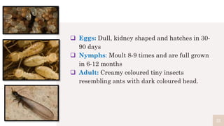Kidney Insect pest of vetiver, citronella and lemongrass.pptx
