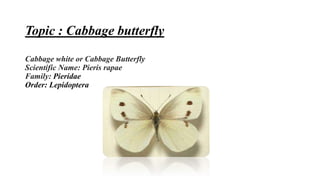 Topic : Cabbage butterfly
Cabbage white or Cabbage Butterfly
Scientific Name: Pieris rapae
Family: Pieridae
Order: Lepidoptera
 
