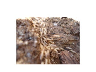 Pest Photo Presentation