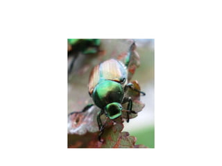 Pest Photo Presentation