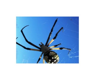 Pest Photo Presentation