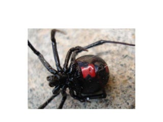 Pest Photo Presentation