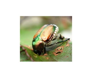 Pest Photo Presentation