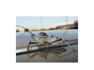 Pest Photo Presentation