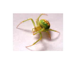 Pest Photo Presentation