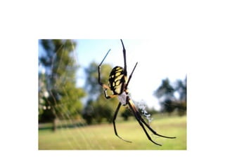 Pest Photo Presentation