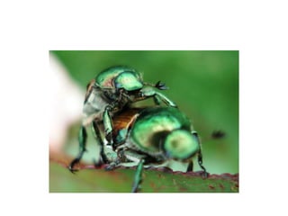 Pest Photo Presentation