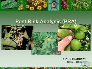 CFIA-ACIA
Pest Risk Analysis (PRA)
VINOD UPADHYAY
ID.No - 44056
 