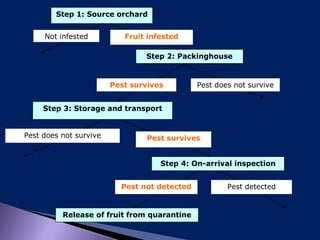 Step 1: Source orchard
Step 2: Packinghouse
Step 3: Storage and transport
Step 4: On-arrival inspection
Release of fruit from quarantine
Fruit infestedNot infested
Pest survives Pest does not survive
Pest survivesPest does not survive
Pest not detected Pest detected
 