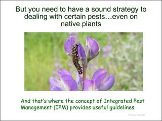 But you need to have a sound strategy to
  dealing with certain pests…even on
              native plants




 And that’s where the concept of Integrated Pest
 Management (IPM) provides useful guidelines
                                         © Project SOUND
 
