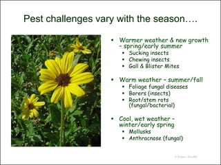 Pest challenges vary with the season….

                    Warmer weather & new growth
                     – spring/early summer
                       Sucking insects
                       Chewing insects
                       Gall & Blister Mites

                    Warm weather – summer/fall
                       Foliage fungal diseases
                       Borers (insects)
                       Root/stem rots
                        (fungal/bacterial)

                    Cool, wet weather –
                     winter/early spring
                       Mollusks
                       Anthracnose (fungal)


                                          © Project SOUND
 