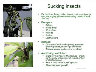 Sucking insects
                                                                        Definition: Insects that insert their mouthparts
                                                                         into the sugary phloem (conducting tissue) & suck
                                                                         the ‘sap’
                                                                        Examples:
                                                                             Aphids
                                                                             Mealy Bugs
                                                                             Whiteflies
                                                                             Psyllids
                                                                             Scales
                                                                             Leafhoppers
                                                                        Damage:
                                                                           Often confined to the young, succulent
                                                                            growth (leaves, shoot-tips and buds
                                                                           Tissues appear puckered or crinkled
                                                                        Monitoring: watch for:
                                                                           Signs of the insects themselves –check
                                                                            particularly undersides of leaves, other
                                                                            protected areas
                                                                           Ants – tend to be ‘nurse’ species
                                                                           Abnormal plant growth
http://scienceblogs.com/neurophilosophy/Ant_cultivating_aphids.jpg                                         © Project SOUND
 