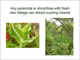 Any perennial or shrub/tree with fresh
new foliage can attract sucking insects




                                  © Project SOUND
 