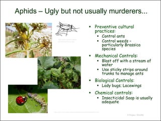 Aphids – Ugly but not usually murderers...

                                                        Preventive cultural
                                                         practices:
                                                                  Control ants
                                                                  Control weeds –
                http://pmo.umext.maine.
                edu/factsht/Suck.htm

                                                                   particularly Brassica
                                                                   species
                                                        Mechanical Controls:
                                                                  Blast off with a stream of
                                                                   water
                                                                  Use sticky strips around
                                                                   trunks to manage ants
                                                        Biological Controls:
                                                                  Lady bugs; Lacewings
                                                        Chemical controls:
                                                                  Insecticidal Soap is usually
                                                                   adequate

            http://ipm.ncsu.edu/cotton/insectcorner/photos/aphid.htm
                                                                                 © Project SOUND
 