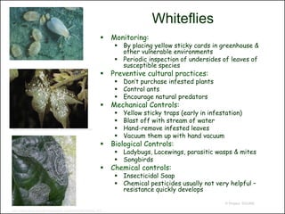 Whiteflies
                                                                  Monitoring:
                                                                     By placing yellow sticky cards in greenhouse &
                                                                      other vulnerable environments
                                                                     Periodic inspection of undersides of leaves of
                                                                      susceptible species
                                                                  Preventive cultural practices:
                                                                     Don’t purchase infested plants
                                                                     Control ants
                                                                     Encourage natural predators
                                                                  Mechanical Controls:
                                                                       Yellow sticky traps (early in infestation)
                                                                       Blast off with stream of water
http://ipm.ncsu.edu/cotton/InsectCorner/photos/other.htm               Hand-remove infested leaves
                                                                       Vacuum them up with hand vacuum
                                                                  Biological Controls:
                                                                     Ladybugs, Lacewings, parasitic wasps & mites
                                                                     Songbirds
                                                                  Chemical controls:
                                                                     Insecticidal Soap
                                                                     Chemical pesticides usually not very helpful –
                                                                      resistance quickly develops

                                                                                                            © Project SOUND

http://agriculture.gov.bb/media/plant_protection/Whiteflies2.JPG
 