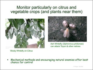 Monitor particularly on citrus and
          vegetable crops (and plants near them)




                                                                              Ash Whitefly (Siphoninus phillyreae)
http://cekern.ucdavis.edu/Entomology/Woolly_Whitefly_Monitoring_in_Kern_Cou   can attack Toyon & other natives
nty.htm

         Wooly Whitefly on Citrus



    Mechanical methods and encouraging natural enemies offer best
     chance for control
                                                                                                      © Project SOUND
 