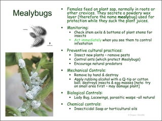    Females feed on plant sap, normally in roots or
Mealybugs       other crevices. They secrete a powdery wax
                layer (therefore the name mealybug) used for
                protection while they suck the plant juices.
               Monitoring:
                  Check stem axils & bottoms of plant stems for
                   insects
                  Act immediately when you see them to control
                   infestation
               Preventive cultural practices:
                  Insect new plants – remove pests
                  Control ants (which protect Mealybugs)
                  Encourage natural predators
               Mechanical Controls:
                  Remove by hand & destroy
                  Apply rubbing alcohol with a Q-tip or cotton
                   ball; destroys insects & egg masses [note: try
                   on small area first – may damage plant]
               Biological Controls:
                  Lady Bug, Lacewings, parasitic wasps –all natural
               Chemical controls:
                  Insecticidal Soap or horticultural oils
                                                    © Project SOUND
 
