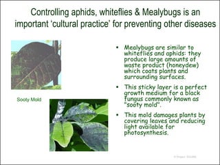 Controlling aphids, whiteflies & Mealybugs is an
important ‘cultural practice’ for preventing other diseases

                              Mealybugs are similar to
                               whiteflies and aphids: they
                               produce large amounts of
                               waste product (honeydew)
                               which coats plants and
                               surrounding surfaces.
                              This sticky layer is a perfect
                               growth medium for a black
Sooty Mold                     fungus commonly known as
                               "sooty mold".
                              This mold damages plants by
                               covering leaves and reducing
                               light available for
                               photosynthesis.


                                                 © Project SOUND
 