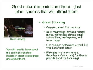Good natural enemies are there – just
     plant species that will attract them

                                 Green Lacewing
                                   Common generalist predator
                                   Kills: mealybugs, psyllids, thrips,
                                    mites, whiteflies, aphids, small
                                    caterpillars, leafhoppers, and
   Green Lacewing
                                    insect eggs
                                   Use common pesticides & you’ll kill
                                    this beneficial insect
You will need to learn about
the common beneficial              Plant species in the Rose &
insects in order to recognize       Buckthorn (Ceanothus) families to
and attract them                    provide food for Lacewings


                                                            © Project SOUND
 