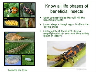 Know all life phases of
                                                                       beneficial insects
                                                                   Don’t use pesticides that will kill the
                                                                    beneficial insects
                                                                   Larval stage – though ugly - is often the
                                                                    ‘eating’ stage
http://www.ipm.ucdavis.edu/PMG/NE/convergent_lady_beetle.html

                                                                   Look closely at the insects (use a
                                                                    magnifying glass) – what are they eating
                                                                    (plant or insect)




 http://www.ipm.ucdavis.edu/PMG/NE/brown_lacewing.html
                                                                        http://upload.wikimedia.org/wikipedia/commons/2/2a/Sa_lady-beetle-larva.jpg
                                                                                                                                © Project SOUND
       Lacewing Life Cycle
 