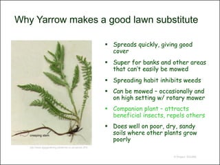Why Yarrow makes a good lawn substitute

                                                          Spreads quickly, giving good
                                                           cover
                                                          Super for banks and other areas
                                                           that can’t easily be mowed
                                                          Spreading habit inhibits weeds
                                                          Can be mowed – occasionally and
                                                           on high setting w/ rotary mower
                                                          Companion plant – attracts
                                                           beneficial insects, repels others
                                                          Does well on poor, dry, sandy
                                                           soils where other plants grow
                                                           poorly
   http://www.dgsgardening.btinternet.co.uk/yarrow.JPG


                                                                                 © Project SOUND
 