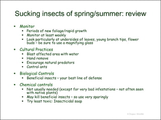 Sucking insects of spring/summer: review
   Monitor
      Periods of new foliage/rapid growth
      Monitor at least weekly
      Look particularly at undersides of leaves, young branch tips, flower
       buds – be sure to use a magnifying glass
   Cultural Practices
        Blast affected area with water
        Hand remove
        Encourage natural predators
        Control ants
   Biological Controls
      Beneficial insects – your best line of defense
   Chemical controls
      Not usually needed (except for very bad infestations – not often seen
       with native plants)
      May kill beneficial insects – so use very sparingly
      Try least toxic: Insecticidal soap


                                                                    © Project SOUND
 