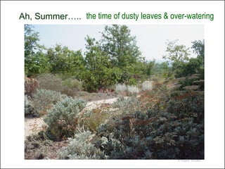 Ah, Summer….. the time of dusty leaves & over-watering




                                           © Project SOUND
 