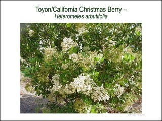 Toyon/California Christmas Berry –
       Heteromeles arbutifolia




                                     © Project SOUND
 