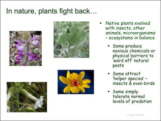 In nature, plants fight back…
                                 Native plants evolved
                                  with insects, other
                                  animals, microorganisms
                                  – ecosystems in balance
                                    Some produce
                                     noxious chemicals or
                                     physical barriers to
                                     ‘ward off’ natural
                                     pests
                                    Some attract
                                     ‘helper species’ –
                                     insects & even birds
                                    Some simply
                                     tolerate normal
                                     levels of predation

                                            © Project SOUND
 