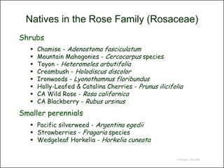 Natives in the Rose Family (Rosaceae)
Shrubs
      Chamise - Adenostoma fasciculatum
      Mountain Mahogonies - Cercocarpus species
      Toyon - Heteromeles arbutifolia
      Creambush - Holodiscus discolor
      Ironwoods - Lyonothamnus floribundus
      Holly-Leafed & Catalina Cherries - Prunus ilicifolia
      CA Wild Rose - Rosa californica
      CA Blackberry - Rubus ursinus
Smaller perennials
    Pacific silverweed - Argentina egedii
    Strawberries - Fragaria species
    Wedgeleaf Horkelia - Horkelia cuneata


                                                        © Project SOUND
 