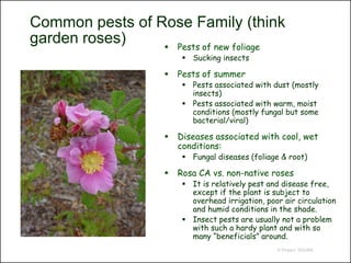 Common pests of Rose Family (think
garden roses)     Pests of new foliage
                          Sucking insects

                       Pests of summer
                          Pests associated with dust (mostly
                           insects)
                          Pests associated with warm, moist
                           conditions (mostly fungal but some
                           bacterial/viral)

                       Diseases associated with cool, wet
                        conditions:
                          Fungal diseases (foliage & root)

                       Rosa CA vs. non-native roses
                          It is relatively pest and disease free,
                           except if the plant is subject to
                           overhead irrigation, poor air circulation
                           and humid conditions in the shade.
                          Insect pests are usually not a problem
                           with such a hardy plant and with so
                           many “beneficials” around.
                                                   © Project SOUND
 