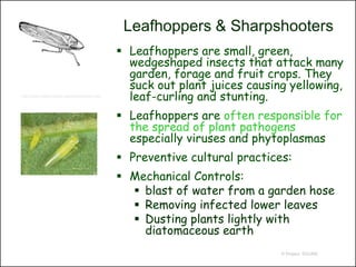 Leafhoppers & Sharpshooters
                                               Leafhoppers are small, green,
                                                wedgeshaped insects that attack many
                                                garden, forage and fruit crops. They
                                                suck out plant juices causing yellowing,
http://pmo.umext.maine.edu/factsht/Suck.htm
                                                leaf-curling and stunting.
                                               Leafhoppers are often responsible for
                                                the spread of plant pathogens
                                                especially viruses and phytoplasmas
                                               Preventive cultural practices:
                                               Mechanical Controls:
                                                 blast of water from a garden hose
                                                 Removing infected lower leaves
                                                 Dusting plants lightly with
                                                  diatomaceous earth
                                                                            © Project SOUND
 