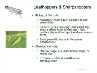 Leafhoppers & Sharpshooters
                                               Biological Controls:
                                                  Predatory insects such as mantids and
                                                   dragonflies
http://pmo.umext.maine.edu/factsht/Suck.htm
                                                  Spiders, green lacewings (Chrysopa spp.),
                                                   minute pirate bugs (Orius spp.), lady
                                                   beetles (Hippodamia spp.), and predaceous
                                                   mites.
                                                  Small parasitic wasps in the genus
                                                    Gonatocerus
                                               Chemical controls:
                                                  Narrow range oils, insecticidal soaps, or
                                                   kaolin clay
                                                  rotenone, carbaryl, malathion or
                                                   methoxychlor


                                                                                 © Project SOUND
 