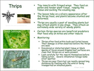           Tiny insects with fringed wings. They feed on
           Thrips                                                                     pollen and tender plant tissue, rasping the
                                                                                      tissue and sucking the exuding sap.
                                                                                     The leaves take on a silvery appearance after
                                                                                      the thrips feed, and plants become stunted and
                                                                                      deformed.
                                                                                     Thrips are usually a pest of seedling plants but
   http://pmo.umext.maine.edu/factsht/Suck.htm                                        may attack plants in any stage. They attack an
                                                                                      extremely wide variety of woody plants.
                                                                                     Certain thrips species are beneficial predators
                                                                                      that feed only on mites and other insects
                                                                                     Monitoring:
                                                                                        Thrips often feed within buds and furled leaves.
                                                                                         Their damage is often observed before the thrips
                                                                                         are seen.
                                                                                        Discolored or distorted plant tissue or black
                                                                                         specks of feces around stippled leaf surfaces are
                                                                                         clues that thrips are or were present.
                                                                                        Look carefully for the insects themselves before
                                                                                         taking action. Severe infestation foliage looks
                                                                                         silver-spotted
                                                                                        Thrips are poor fliers but can readily spread long
                                                                                         distances by floating with the wind or being
                                                                                         transported on infested plants.
                                                                                                                          © Project SOUND
 http://mrec.ifas.ufl.edu/LSO/images/Thrips/ffa2-34.jpg
http://www.gardenseeker.com/plant_pests_problems/plant-pests/thrips_storm_flies.htm
 