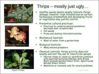 Thrips – mostly just ugly…
                                                      Healthy woody plants usually tolerate thrips
                                                       damage; however, high infestations on certain
                                                       herbaceous ornamentals and developing fruits
                                                       or vegetables may justify control
http://chillithrips.tamu.edu/

                                                      Preventive cultural practices:
                                                         Practices to conserve natural predators;
                                                          decrease dust, no pesticides
                                                         Pull weeds
                                                         Prune and destroy infected branches
                                                      Mechanical Controls:
                                                         Blast of water from a garden hose
   http://virtual.clemson.edu/groups/hort/homeh
   ort/images/thrips.jpg
                                                      Biological Controls:
                                                         Many natural predators
                                                      Chemical controls: thrips activity does not
                                                       usually warrant the use of insecticide sprays
                                                         Narrow-range oil, neem oil, pyrethrins combined
                                                          with piperonyl butoxide (Garden Safe Brand
                                                          Multi-purpose Garden Insect Killer, Spectracide
                                                          Garden Insect Killer)
                                                         Malathion or rotenone only for severe problems

                Toyon Thrips                                                               © Project SOUND
 