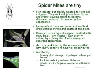 Spider Mites are tiny
                                                        Not insects, but closely related to ticks and
                                                         chiggers. They suck out juices from leaves
                                                         and stems, causing plants to become
                                                         deformed or have a bronze or yellow
                                                         appearance
     http://pmo.umext.maine.edu/factsht/Suck.htm
                                                        Heavy infestations can cause leaf and bud
                                                         drop, serious stress and death of the plant.
                                                        Damaged areas typically appear marked with
                                                         many small, light flecks – over slightly
                                                         cobwebby - giving the plant a somewhat
                                                         speckled appearance.
                                                        Activity peaks during the warmer months;
http://www.ipm.ucdavis.edu/PMG/PESTNOTES/pn7405.html
                                                         Dry, dusty conditions favor all spider mites
                                                        Monitoring:
                                                           Usually plant damage—stippling or yellowing of
                                                            leaves
                                                           Look for webbing underneath leaves
                                                           Shake mites onto paper & observe with hand
                                                            lens
                                                                                           © Project SOUND
 