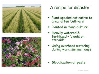 A recipe for disaster

                                                                Plant species not native to
                                                                 area; often ‘cultivars’
                                                                Planted in mono-culture
http://jenmill.blogspot.com/2006_04_01_archive.html             Heavily watered &
                                                                 fertilized – ‘plants on
                                                                 steroids’
                                                                Using overhead watering
                                                                 during warm summer days


                                                                Globalization of pests
http://farm2.static.flickr.com/1118/814174806_a1348ae709.jpg

                                                                                   © Project SOUND
 