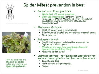Spider Mites: prevention is best
                                                 Preventive cultural practices:
                                                    Wash dust off leaves in summer
                                                    Don’t use insecticides (carbaryl (Sevin);
                                                     imidacloprid (Merit, Marathon) ) that kill natural
                                                     predators; severe infestations often follow
http://pmo.umext.maine.edu/factsht/Suck.htm          insecticide use!
                                                 Mechanical Controls:
                                                    blast of water from a garden hose
                                                    1:1 mixture of alcohol and water [test on small area]
                                                    Plant isolation
                                                 Biological Controls:
                                                    Small, dark-colored lady beetles known as the
                                                     "spider mite destroyers"
                                                    Minute pirate bugs, big-eyed bugs (Geocoris
                                                     species) and predatory thrips
                                                    Parasitic spider Mites
                                                 Chemical controls: not during hot weather or for
                                                  water stressed plants – test first on a few leaves
Few insecticides are
effective for spider                                Insecticidal soap
mites and many even                                 Horticultural oils (Sunspray)
aggravate problems                                  Sulfur
                                                                                         © Project SOUND
 