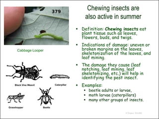 Chewing insects are
                     also active in summer
                  Definition: Chewing insects eat
                   plant tissue such as leaves,
                   flowers, buds, and twigs.
                  Indications of damage: uneven or
Cabbage Looper     broken margins on the leaves,
                   skeletonization of the leaves, and
                   leaf mining.
                  The damage they cause (leaf
                   notching, leaf mining, leaf
                   skeletonizing, etc.) will help in
                   identifying the pest insect.
                  Examples:
                      beetle adults or larvae,
                      moth larvae (caterpillars)
                      many other groups of insects.


                                          © Project SOUND
 