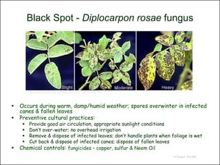 Black Spot - Diplocarpon rosae fungus




         http://www.extension.umn.edu/distribution/horticulture/DG1163.html




   Occurs during warm, damp/humid weather; spores overwinter in infected
    canes & fallen leaves
   Preventive cultural practices:
      Provide good air circulation, appropriate sunlight conditions
      Don’t over-water; no overhead irrigation
      Remove & dispose of infected leaves; don’t handle plants when foliage is wet
      Cut back & dispose of infected canes; dispose of fallen leaves
   Chemical controls: fungicides – copper, sulfur & Neem Oil
                                                                              © Project SOUND
 