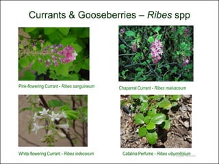 Currants & Gooseberries – Ribes spp




Pink-flowering Currant - Ribes sanguineum   Chaparral Currant - Ribes malvaceum




White-flowering Currant - Ribes indecorum    Catalina Perfume - Ribes viburnifolium
                                                                         © Project SOUND
 