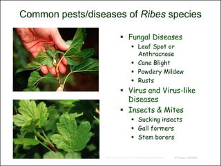 Common pests/diseases of Ribes species

                               Fungal Diseases
                                         Leaf Spot or
                                          Anthracnose
                                         Cane Blight
                                         Powdery Mildew
                                         Rusts
                               Virus and Virus-like
                                Diseases
                               Insects & Mites
                                         Sucking insects
                                         Gall formers
                                         Stem borers


                 http://www.ars-grin.gov/cor/ribes/ribsymp/ribsymp.html   © Project SOUND
 