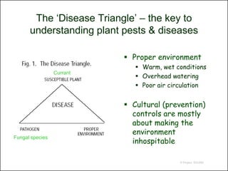The ‘Disease Triangle’ – the key to
      understanding plant pests & diseases

                            Proper environment
                               Warm, wet conditions
                 Currant
                               Overhead watering
                               Poor air circulation


                            Cultural (prevention)
                             controls are mostly
                             about making the
                             environment
                             inhospitable
Fungal species



                                           © Project SOUND
 