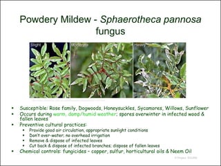 Powdery Mildew - Sphaerotheca pannosa
                    fungus




          http://www.extension.umn.edu/distribution/horticulture/DG1163.html


   Susceptible: Rose family, Dogwoods, Honeysuckles, Sycamores, Willows, Sunflower
   Occurs during warm, damp/humid weather; spores overwinter in infected wood &
    fallen leaves
   Preventive cultural practices:
        Provide good air circulation, appropriate sunlight conditions
        Don’t over-water; no overhead irrigation
        Remove & dispose of infected leaves
        Cut back & dispose of infected branches; dispose of fallen leaves
   Chemical controls: fungicides – copper, sulfur, horticultural oils & Neem Oil
                                                                               © Project SOUND
 
