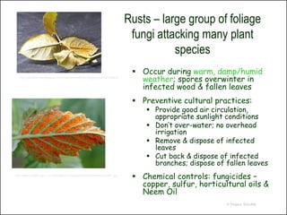Rusts – large group of foliage
                                                                          fungi attacking many plant
                                                                                    species
                                                                           Occur during warm, damp/humid
   http://gardeningwebguide.com/GardeningBlog/category/garden-pests/
                                                                            weather; spores overwinter in
                                                                            infected wood & fallen leaves
                                                                           Preventive cultural practices:
                                                                              Provide good air circulation,
                                                                               appropriate sunlight conditions
                                                                              Don’t over-water; no overhead
                                                                               irrigation
                                                                              Remove & dispose of infected
                                                                               leaves
                                                                              Cut back & dispose of infected
                                                                               branches; dispose of fallen leaves
http://www.omafra.gov.on.ca/english/crops/pub360/notes/rasporustf1.jpg
                                                                           Chemical controls: fungicides –
                                                                            copper, sulfur, horticultural oils &
                                                                            Neem Oil
                                                                                                    © Project SOUND
 