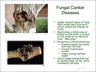 Fungal Canker
                                                                                        Diseases

                                                                                     Cause: several types of fungi
                                                                                      that invade bark injuries &
                                                                                      infect connective tissues of
                                                                                      trunk
                                                                                     Monitoring: a killed area or
http://www.extension.umn.edu/projects/yardandgarden/ygbriefs/p-cankermaple.html
                                                                                      blister on the bark, a branch
                                                                                      or the trunk of an infected
                                                                                      tree. May ooze.
                                                                                     Preventive cultural practices:
                                                                                        Promote overall tree health;
                                                                                         don’t over-fertilize
                                                                                        Prevent trunk/branch
                                                                                         wounds
                                                                                        Proper pruning; dormant
                                                                                         season
                                                                                     Call an experienced arborist
                                                                                      or County Dept. of Ag.; early
                                                                                      treatment can help
       http://www.ext.colostate.edu/Ptlk/1407a.html
                                                                                                       © Project SOUND
 