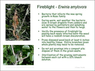 Fireblight - Erwinia amylovora
                                                          Bacteria that infects the new spring
                                                           growth in Rose family
                                                          During warm, wet weather the bacteria
                                                           ooze in brown droplets from cankers and
                                                           are spread by pollinators and splashing
                                                           water to the flowers and then to twigs.
                                                          Verify the presence of fireblight by
                                                           peeling back newly infected bark-the wood
                                                           will have a reddish-brown discoloration.
                                                          Prune diseased wood back at least 6 inches
                                                           into healthy tissue. Entire branches (even
                                                           whole plants) may need to be removed.
                                                          Do not put prunings into a compost pile;
                                                           dispose of them in the green waste.
                                                          Sterilization of the pruning instruments
                                                           between each cut with a 10% bleach
                                                           solution.


http://www.ipm.ucdavis.edu/PMG/PESTNOTES/pn7414.html                                     © Project SOUND
 