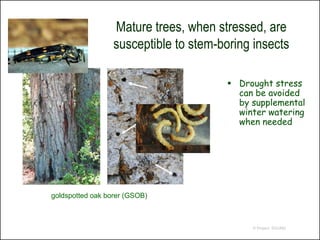 Mature trees, when stressed, are
                  susceptible to stem-boring insects

                                         Drought stress
                                          can be avoided
                                          by supplemental
                                          winter watering
                                          when needed




goldspotted oak borer (GSOB)



                                             © Project SOUND
 