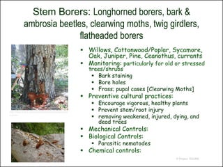 Stem Borers: Longhorned borers, bark &
             ambrosia beetles, clearwing moths, twig girdlers,
                            flatheaded borers
                                                          Willows, Cottonwood/Poplar, Sycamore,
                                                           Oak, Juniper, Pine, Ceanothus, currants
                                                          Monitoring: particularly for old or stressed
                                                            trees/shrubs
                                                              Bark staining
                                                              Bore holes
                                                              Frass; pupal cases [Clearwing Moths]
                                                          Preventive cultural practices:
                                                              Encourage vigorous, healthy plants
http://www.fs.fed.us/r5/cleveland/projects/projects/oa
                                                              Prevent stem/root injury
k-borer/
                                                              removing weakened, injured, dying, and
                                                               dead trees
                                                          Mechanical Controls:
                                                          Biological Controls:
                                                              Parasitic nematodes
                                                          Chemical controls:
                                                                                            © Project SOUND
 