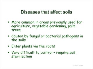 Diseases that affect soils

 More common in areas previously used for
  agriculture, vegetable gardening, palm
  trees
 Caused by fungal or bacterial pathogens in
  the soils
 Enter plants via the roots
 Very difficult to control – require soil
  sterilization

                                        © Project SOUND
 